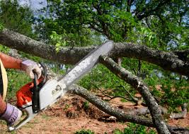 Best Lawn Maintenance Plans  in Kingsley, IA