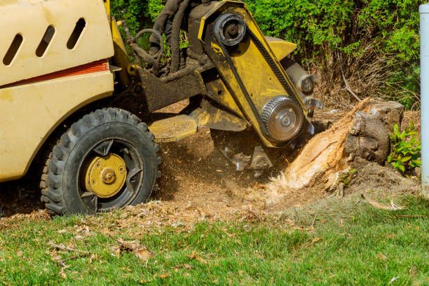 Best Tree Cabling and Bracing  in Kingsley, IA