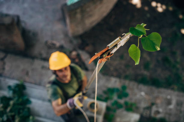 Best Leaf Removal  in Kingsley, IA